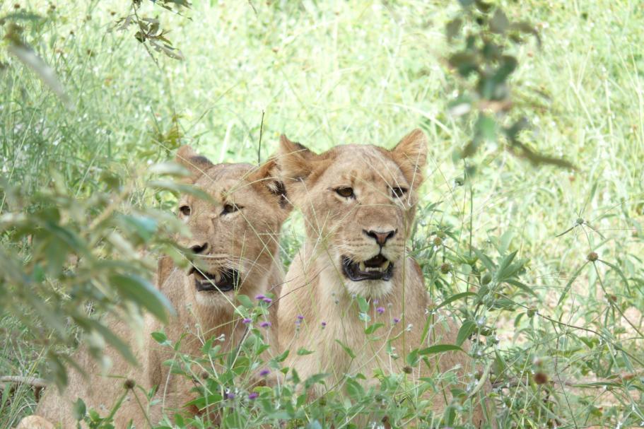 Junge Löwen Katzen in der Nähe der Chobe Chilwero Lodge - Botswana