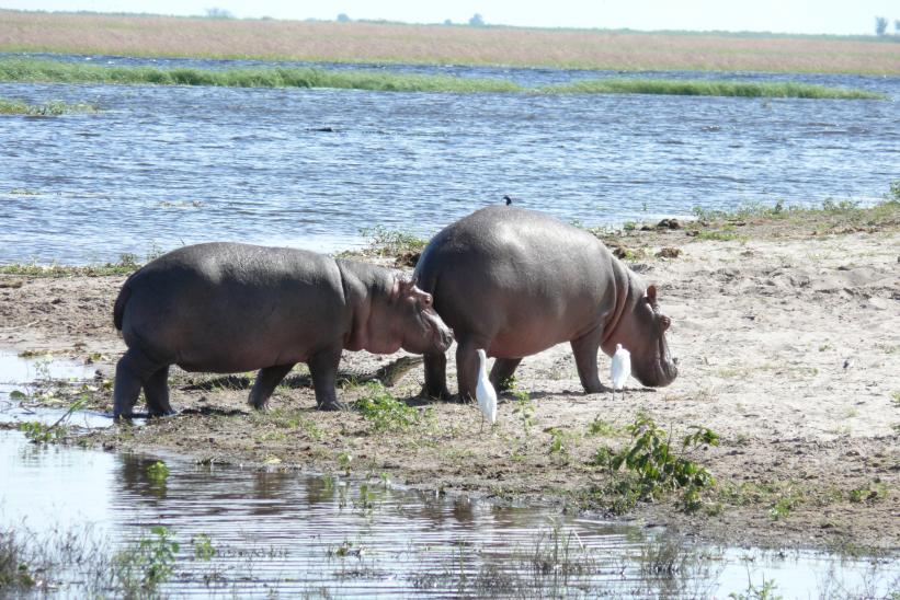 Flusspferde am Chobe River - Botswana