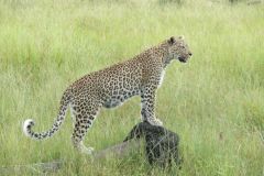 Leopardin - jao camp - Okawango Delta - Botswana