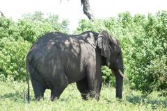 Elefant im Chobe Nationalpark - Botswana