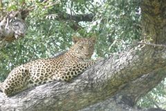 Leopard - Chitabe Camp - Okavango Delta - Botswana