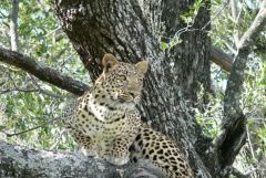 Leopard - Chitabe Camp - Okawango Delta - Botswana