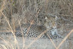 Leopard - Southern Luangwa - Zambia