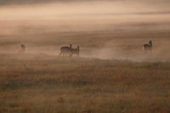Ein Morgen in den Busanga Plains - Kafue Nationalpark - Zambia