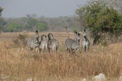 Zebras - Lufupa - Kafue - Zambia