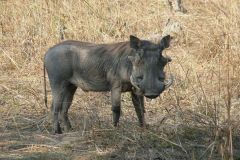 Warzenschwein (einer der ugly five) - Lufupa - Kafue - Zambia