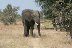 Halbstarker Elefantenbulle in Bachelorgruppe unterwegs - Nsefu Sektor - Southern Luangwa - Zambia