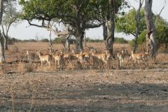 Impalas (auch Mac Donalds genannt, da fast food für die Jäger) - Nsefu Sektor - South Luangwa - Zambia