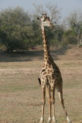 Giraffe mit Madenhackern - Nsefusektor - South Luangwa - Zambia