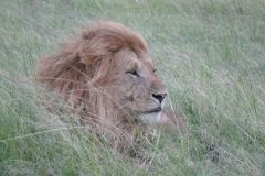 Löwe Massai Mara - Kenia