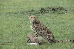 Geparden - Massai Mara - Kenia