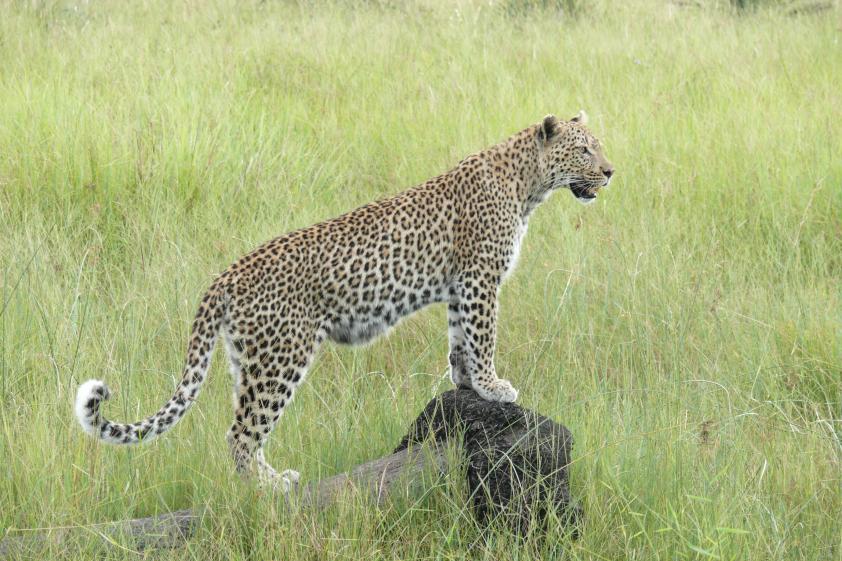 Leopardin jao camp botswana2008