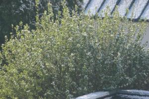 571e8b0543817_IMG_3646(Small).thumb.JPG.