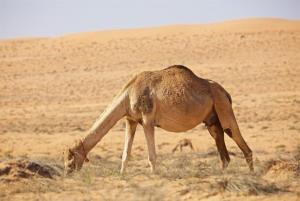 269A0581 - Kopie.jpeg