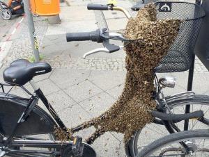 bienen-berlin.jpg