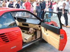 Hundefurhrwerk Ferrari Mondial Coupe.JPG