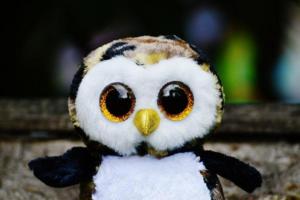 owl-845022_1920-696x463.thumb.jpg.a280b50c990d7aec7127b07fd7e3ed78.jpg