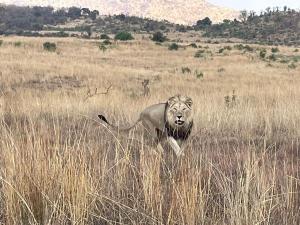 Pilanesberg - 20251013.jpg