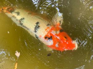IMG_5347.jpeg